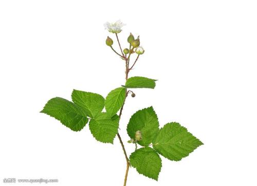 ձһ뾳߸ȾϷǳֵı¹ڲ